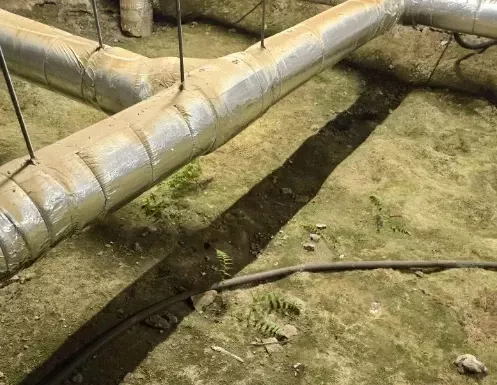 Мох в подвале: лесная сказка или коммунальный кошмар?