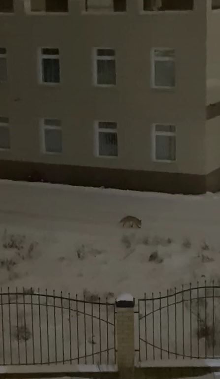 Лиса разгуливает в районе улиц Рогачёва и Ленина