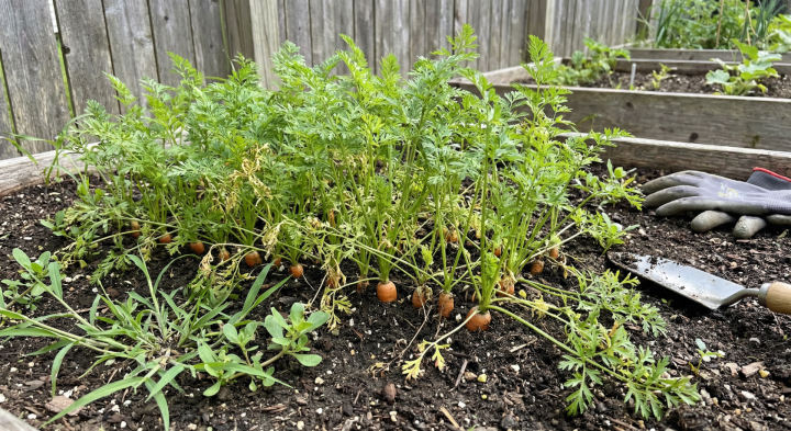 Как сеять морковь, чтобы не прореживать: больше не сижу на грядке часами — а всходы уже через 4 дня