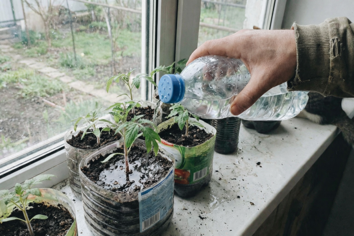 Сколько рассада проживет без полива: секрет занятых дачников