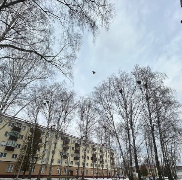 Какие птицы уже вернулись в Татарстан