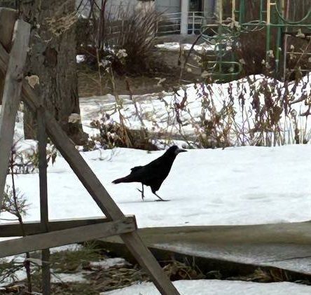 Какие птицы уже вернулись в Татарстан