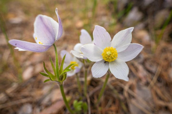 Какой штраф грозит за сорванный подснежник