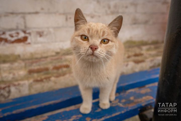 Всех, у кого есть домашние животные, предупредили о штрафе