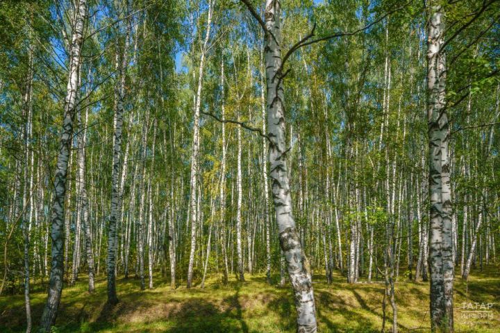 Татарстан закупит новую лесную технику по нацпроекту «Экологическое благополучие»