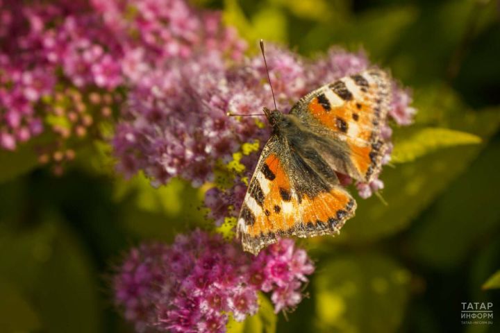 Синоптики дали свой прогноз для Татарстана на период апрель-сентябрь 2026 года