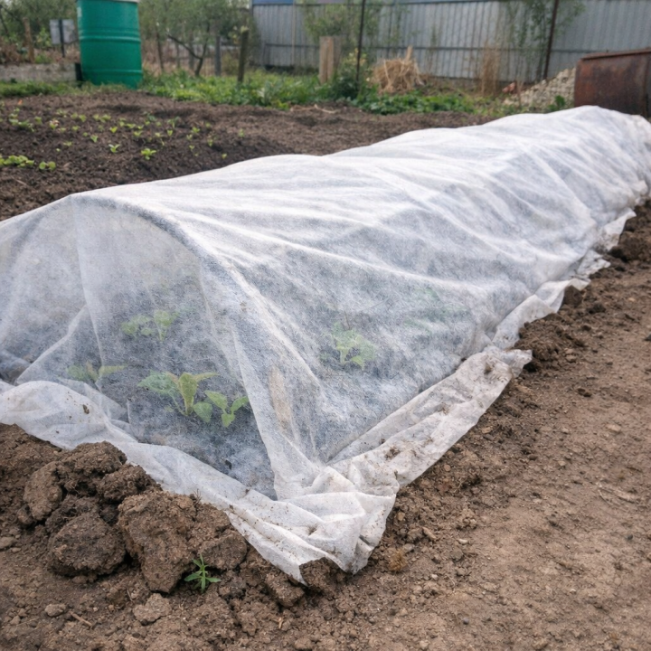 Спасите рассаду от убийственных ночей: допустимые температуры для овощей