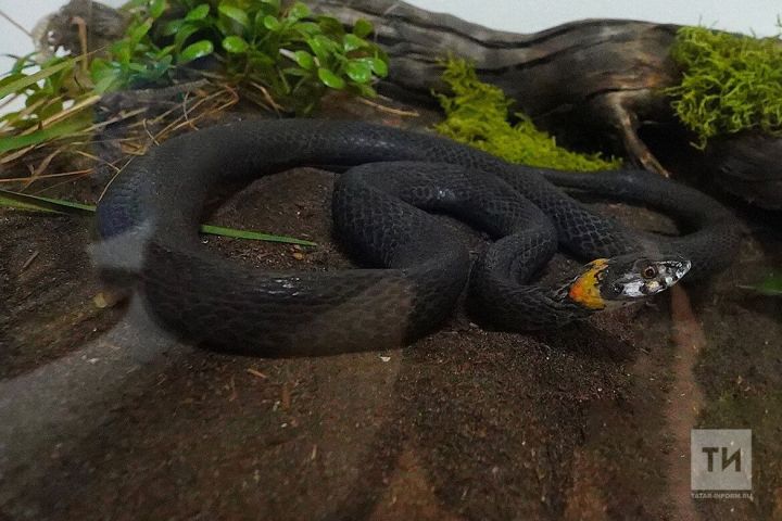 Как отличить ужа от гадюки и избежать укуса