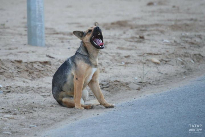 В Татарстане регламентировали введение особого режима при работе с безнадзорными животными