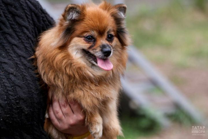 Почему собаки на самом деле обнюхивают хозяев: объяснение кинолога