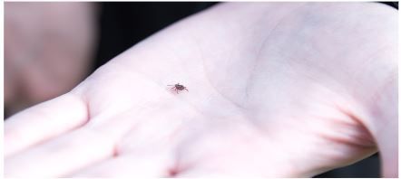 Роспотребнадзор проводит Всероссийскую горячую линию по вопросам профилактики клещевого вирусного энцефалита