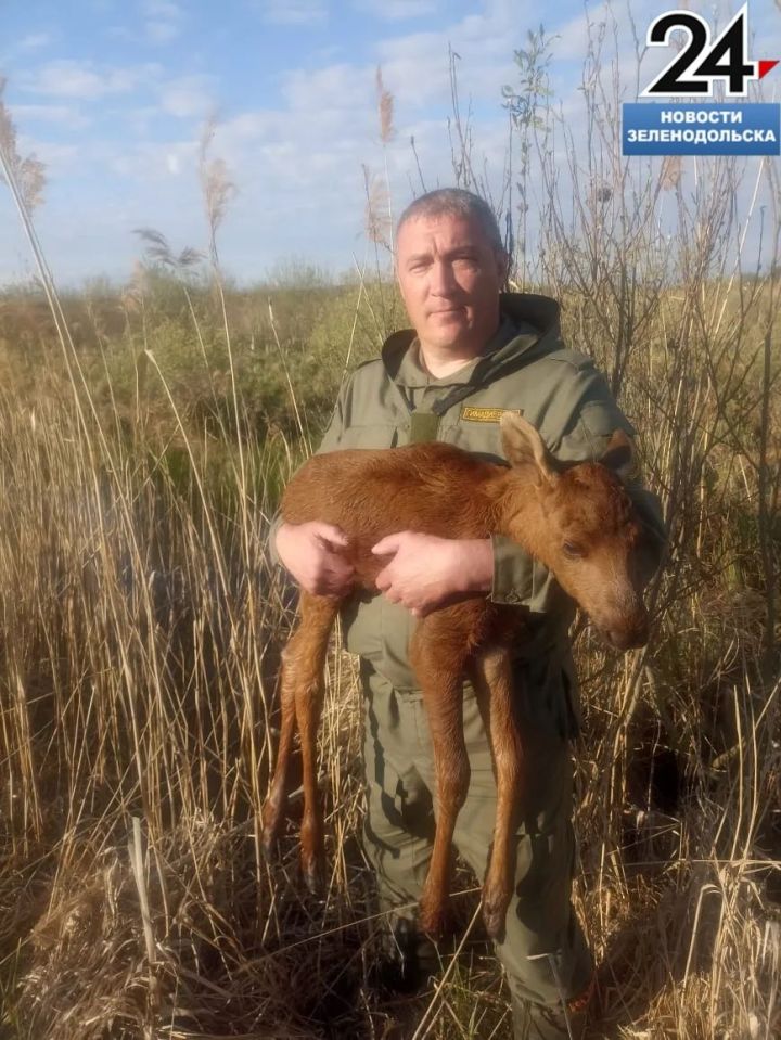 Годовалую лосиху Машку выпустили в естественную среду обитания в Зеленодольском районе
