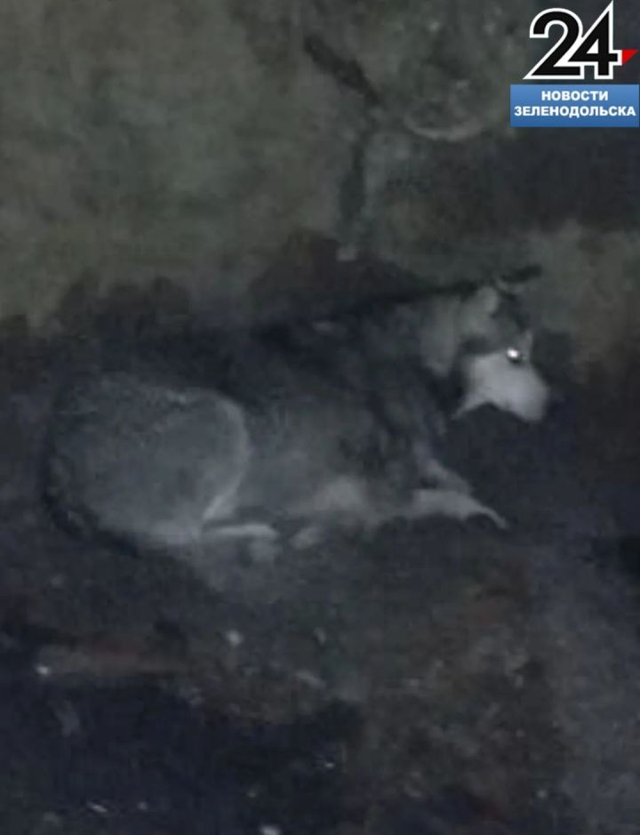 В п. Васильево Зеленодольского района пожарные спасли из колодца собаку