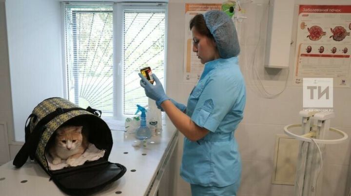 Татарстанцам напомнили: Во всех государственных ветеринарных клиниках региона доступна бесплатная вакцинация животных от бешенства