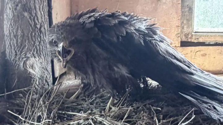 Жители Зеленодольска вызволили из смертельной ловушки черного коршуна и передали его на реабилитацию